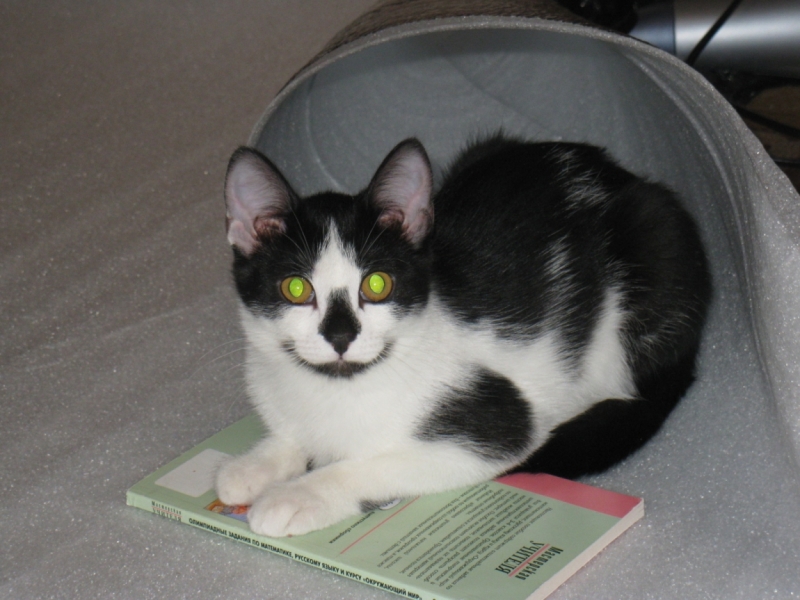 Поговорим о кошках36