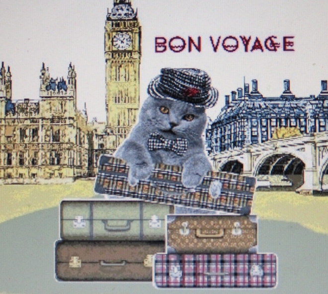 Поговорим о кошках36