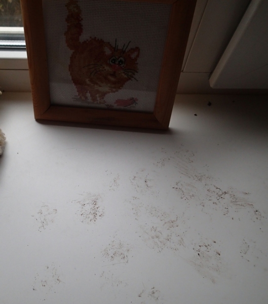 Поговорим о кошках36