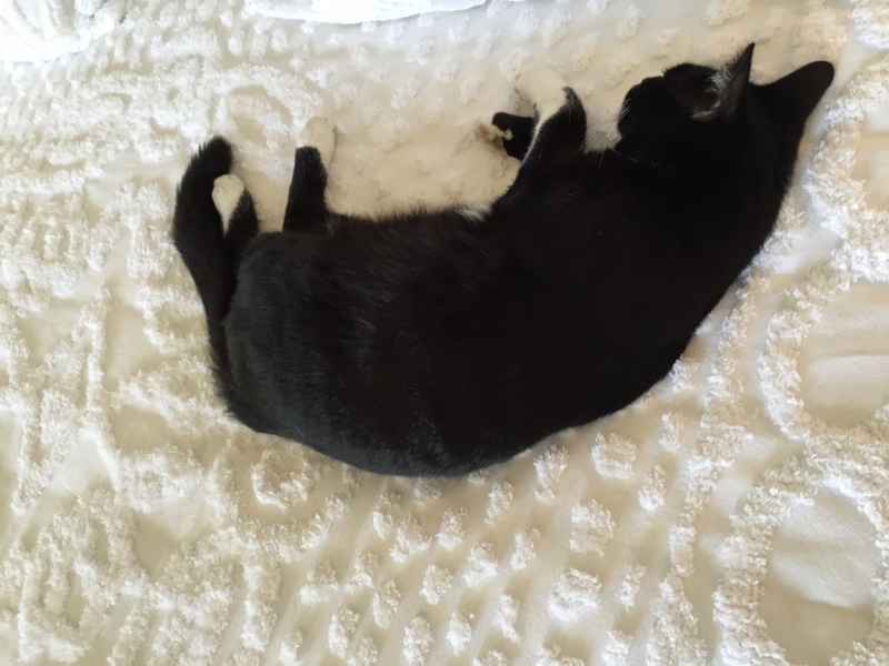 Поговорим о кошках36