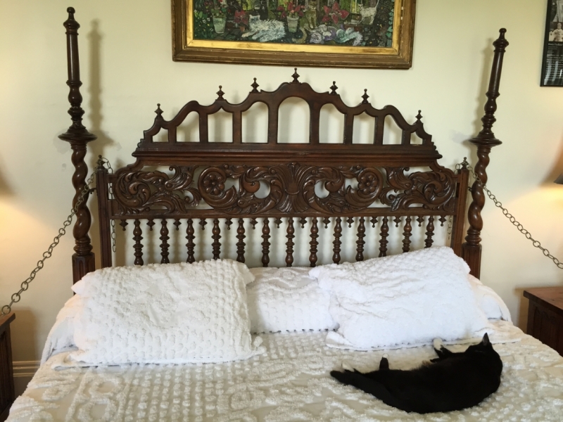 Поговорим о кошках36