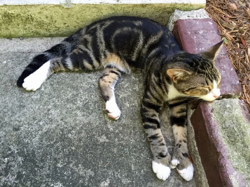 Поговорим о кошках36