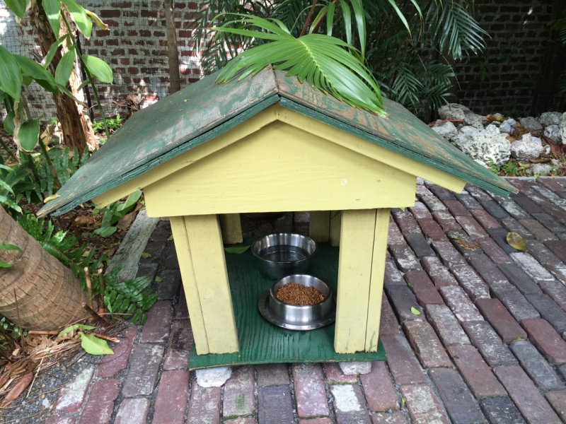 Поговорим о кошках36