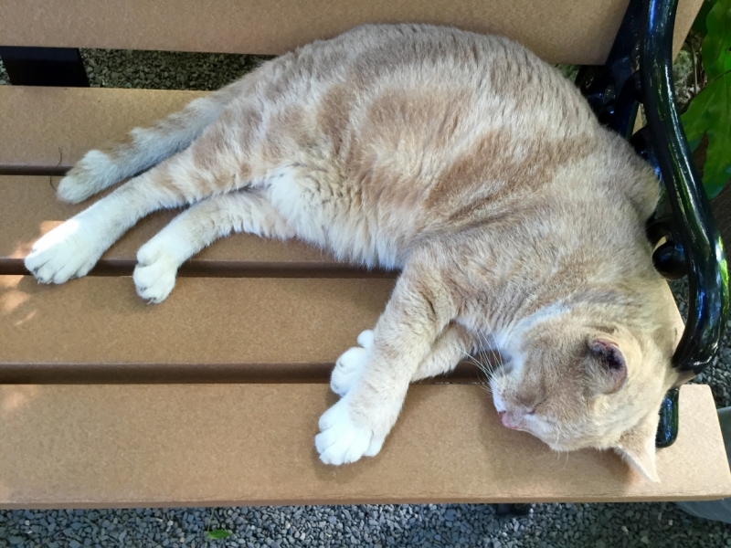 Поговорим о кошках36