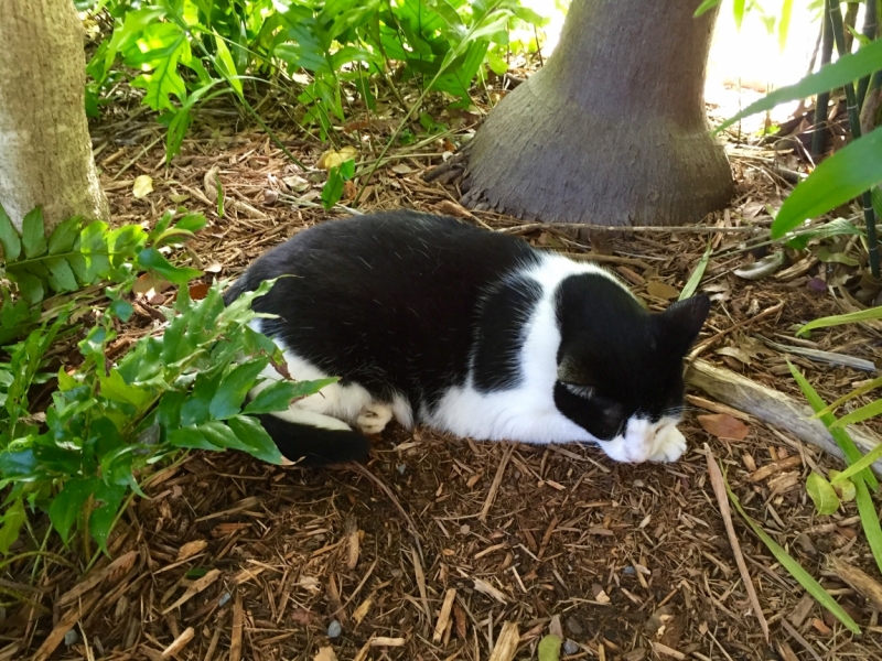 Поговорим о кошках36