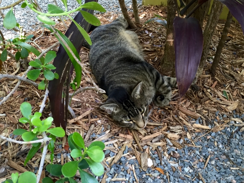 Поговорим о кошках36