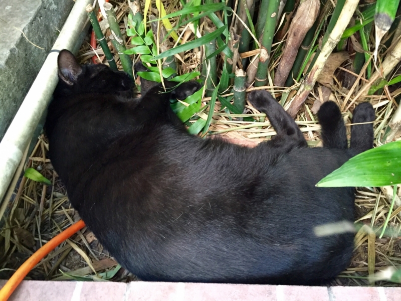 Поговорим о кошках36