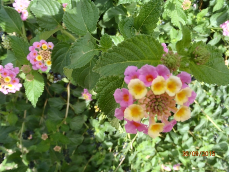 За зайцами по греческим островам: общефорумный круиз Rhapsody of the Seas, осень 2015