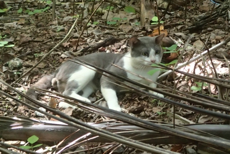 Поговорим о кошках36