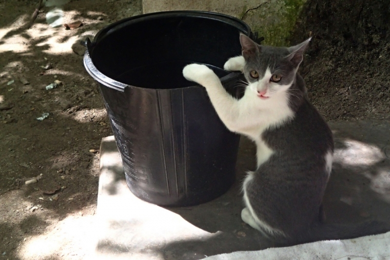 Поговорим о кошках36