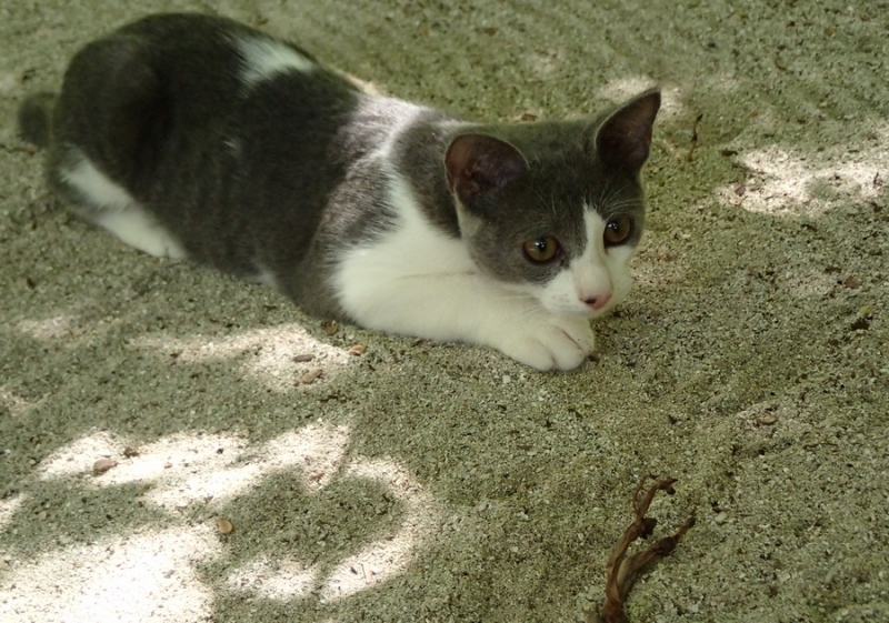 Поговорим о кошках36