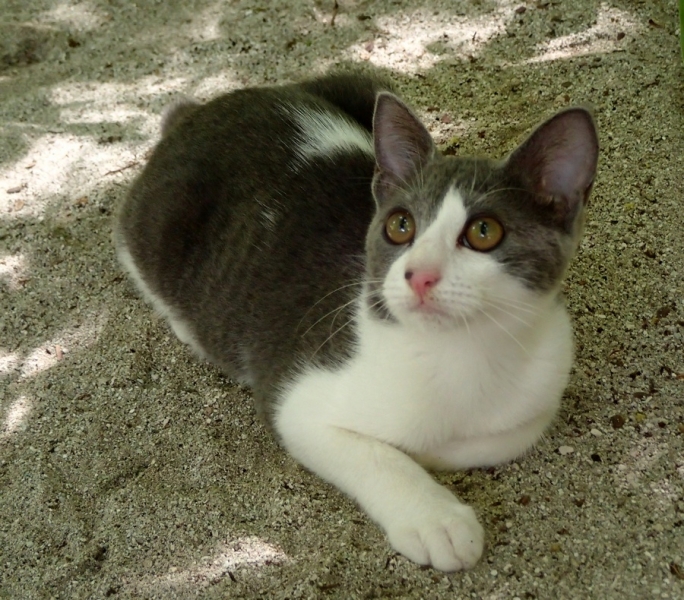 Поговорим о кошках36