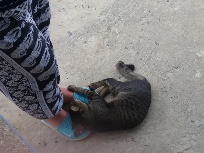 Поговорим о кошках36