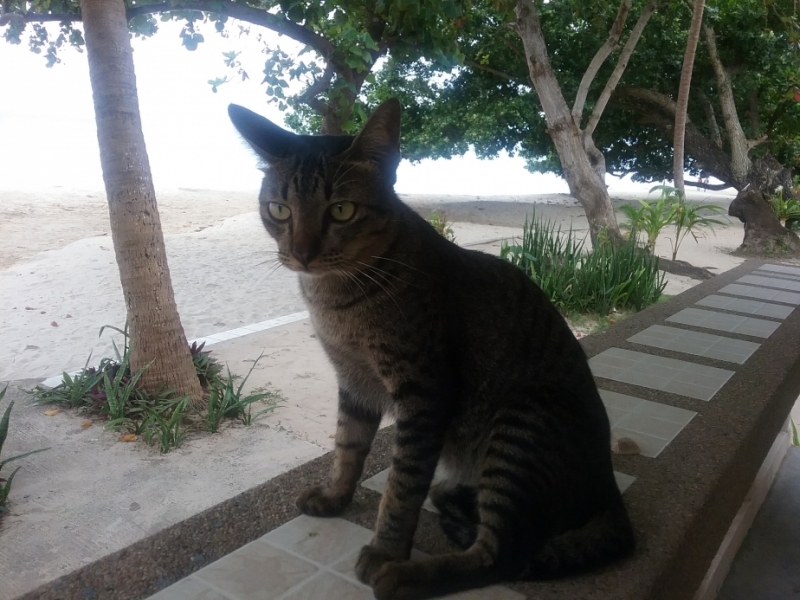 Поговорим о кошках36