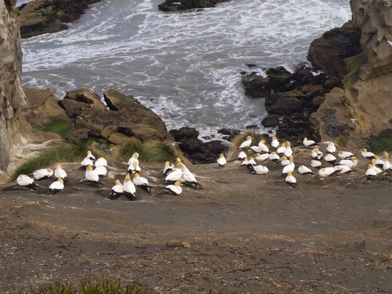 Новая Зеландия