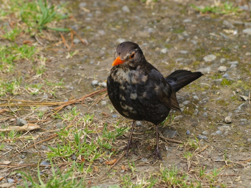 Новая Зеландия