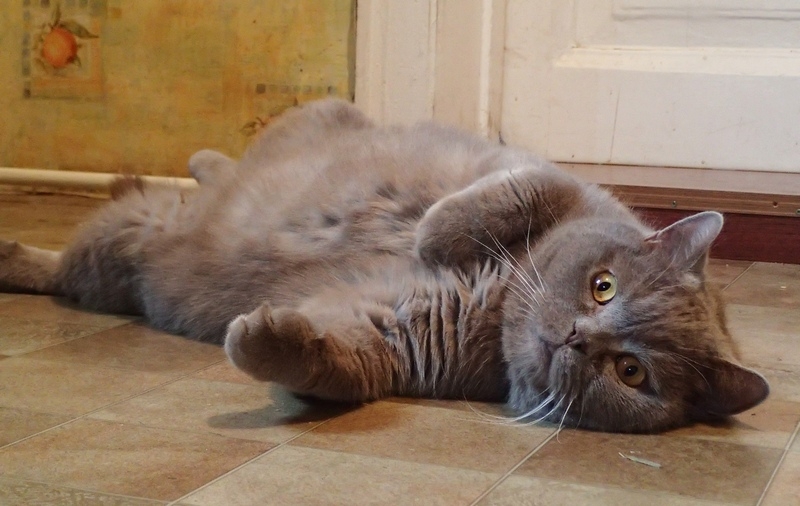 Поговорим о кошках36