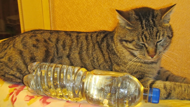 Поговорим о кошках36