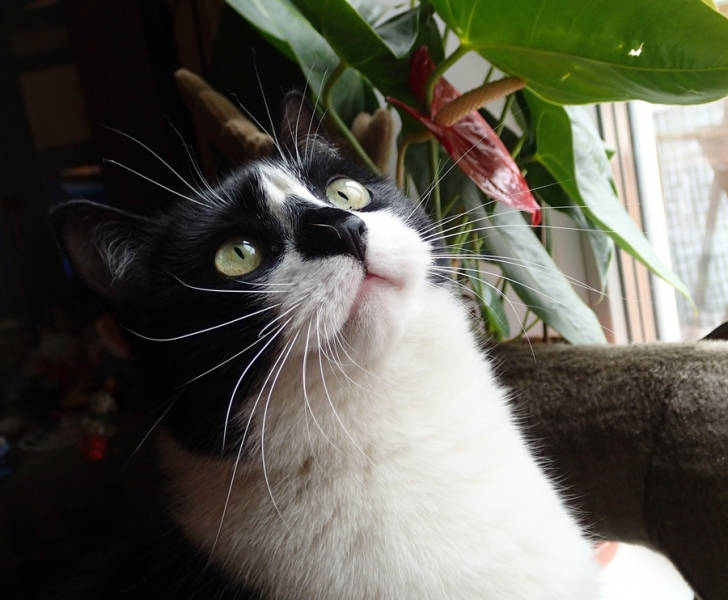 Поговорим о кошках36