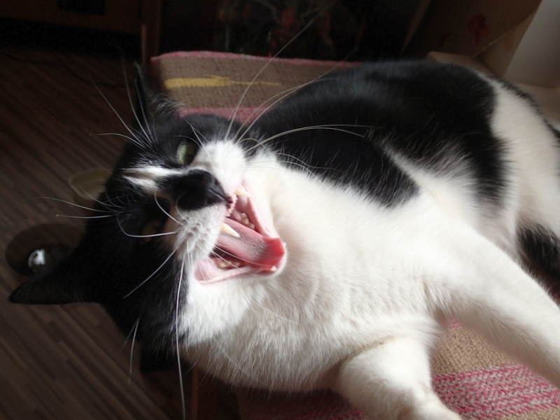 Поговорим о кошках36