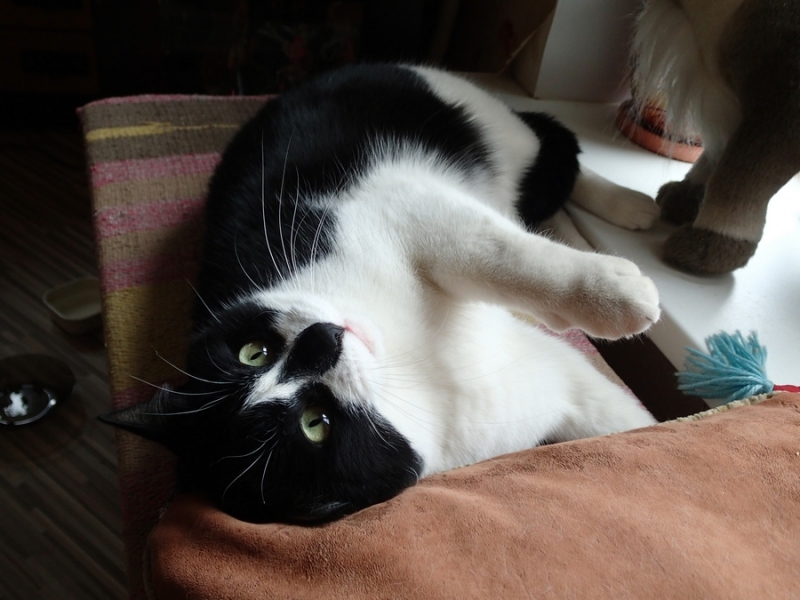 Поговорим о кошках36