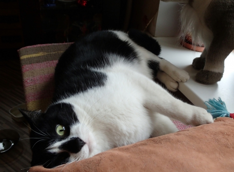 Поговорим о кошках36