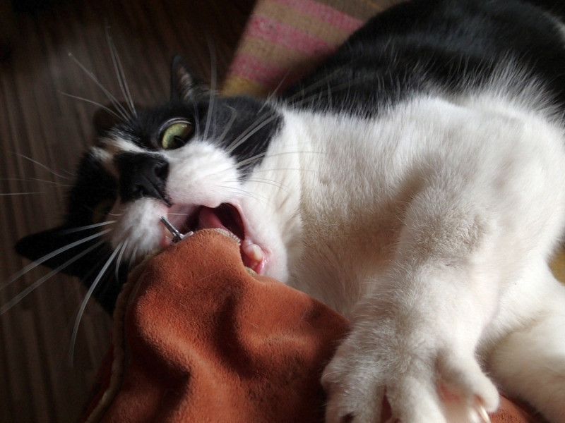 Поговорим о кошках36