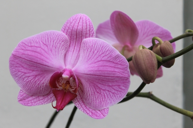 Бразилия в ноябре 2015 года (Игуасу, Рио)