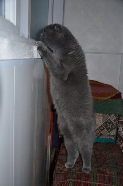 Поговорим о кошках36