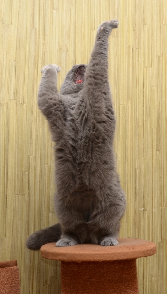 Поговорим о кошках36