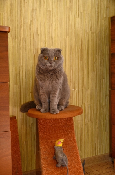 Поговорим о кошках36