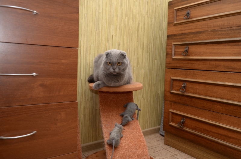 Поговорим о кошках36