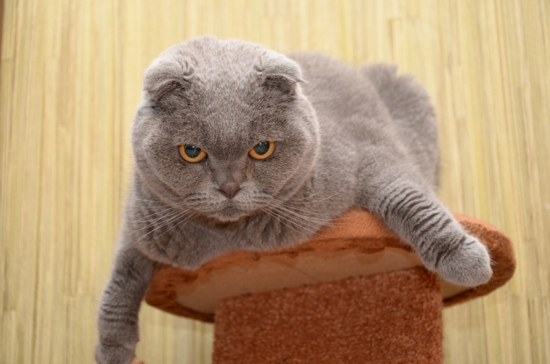 Поговорим о кошках36