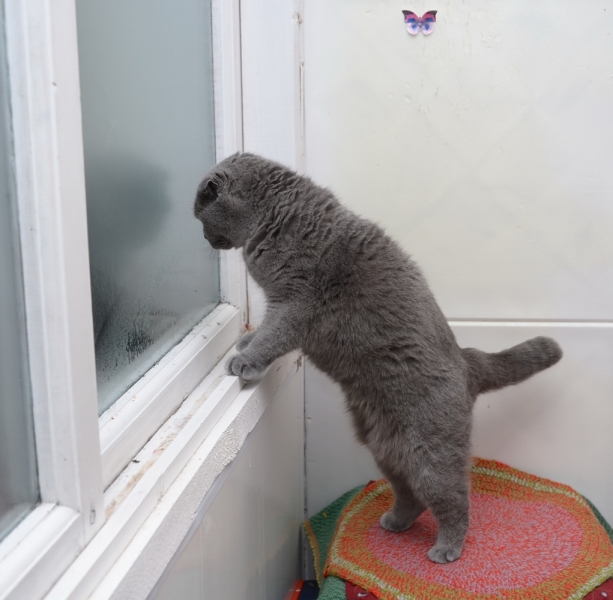 Поговорим о кошках36