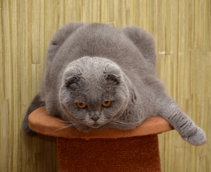 Поговорим о кошках36