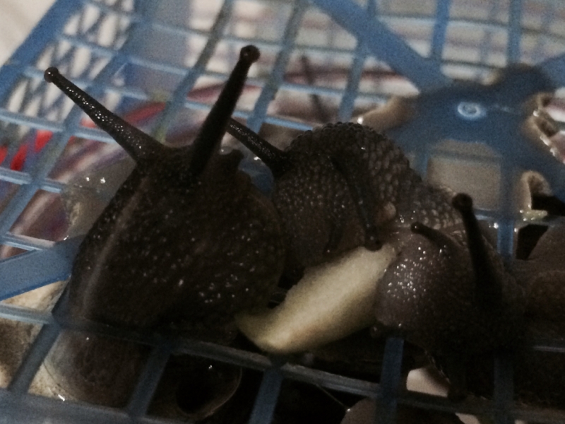 20летняя подготовка к зимовке в Паттайе. Записки туриста-авантюриста. 90-е - н.в.