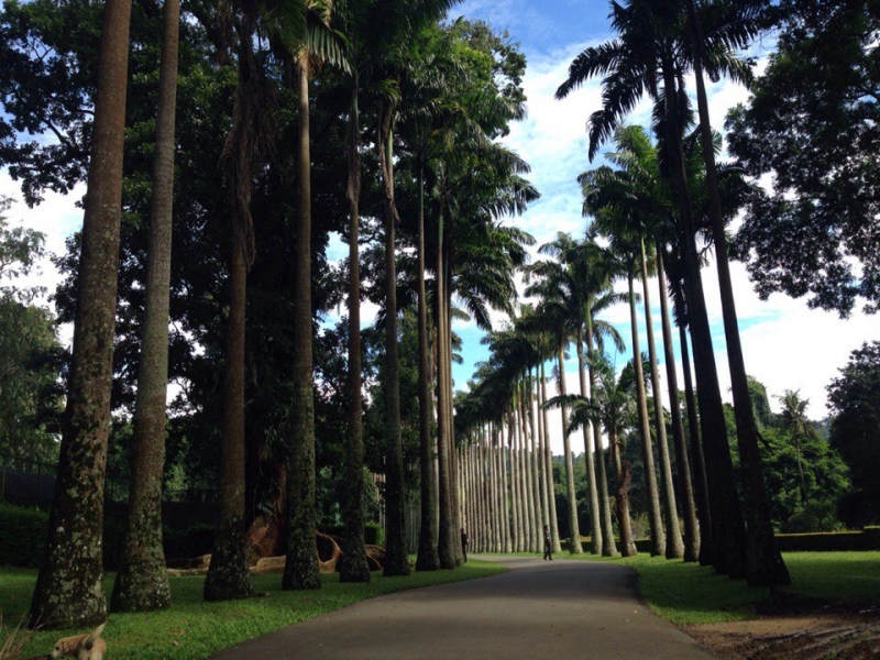 Ланка без изысков. Ноябрь 2015