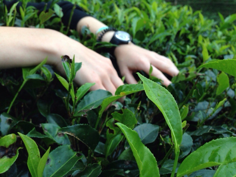 Ланка без изысков. Ноябрь 2015