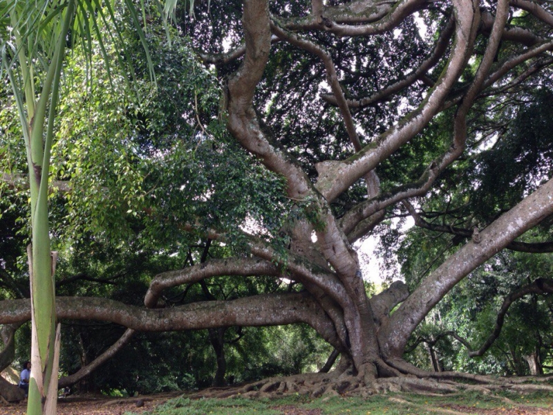 Ланка без изысков. Ноябрь 2015