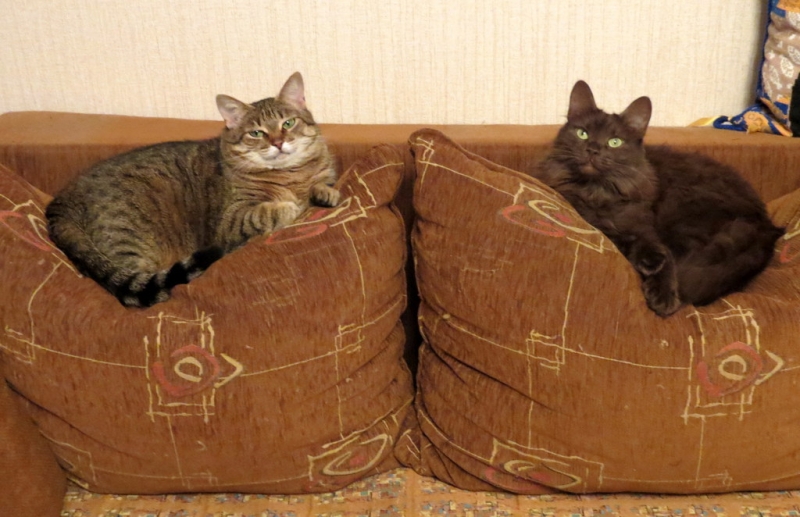 Поговорим о кошках36