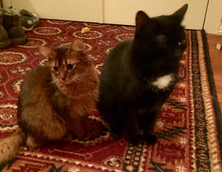 Поговорим о кошках36