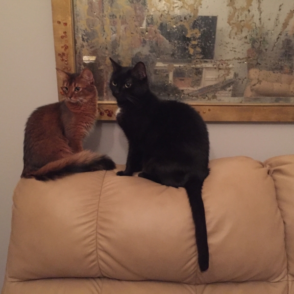 Поговорим о кошках36