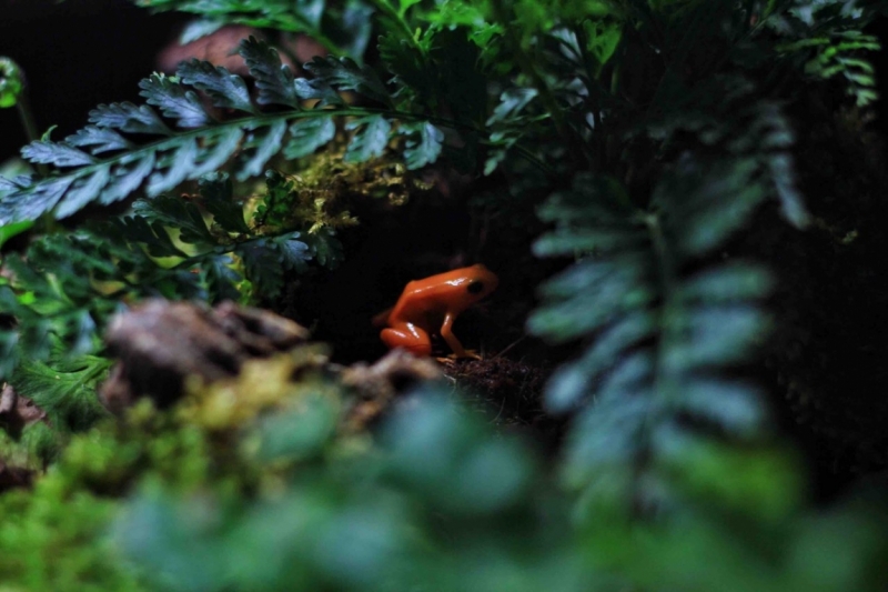 Путешествие в Таиланд фев. 2015г. (Бангкок-Чианг Май-Чианг Рай-Пхукет-Као Сок-Аюттхая)