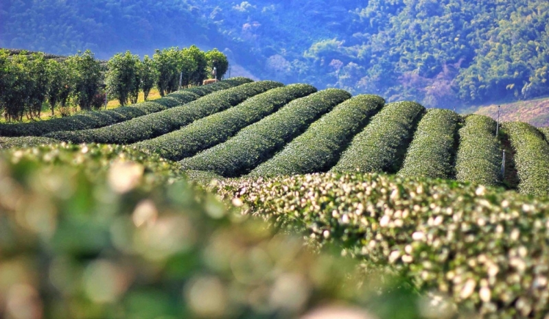 Путешествие в Таиланд фев. 2015г. (Бангкок-Чианг Май-Чианг Рай-Пхукет-Као Сок-Аюттхая)
