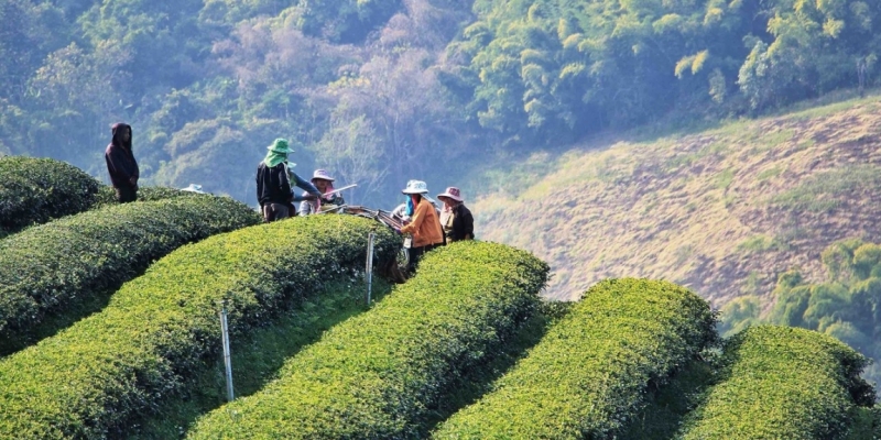 Путешествие в Таиланд фев. 2015г. (Бангкок-Чианг Май-Чианг Рай-Пхукет-Као Сок-Аюттхая)