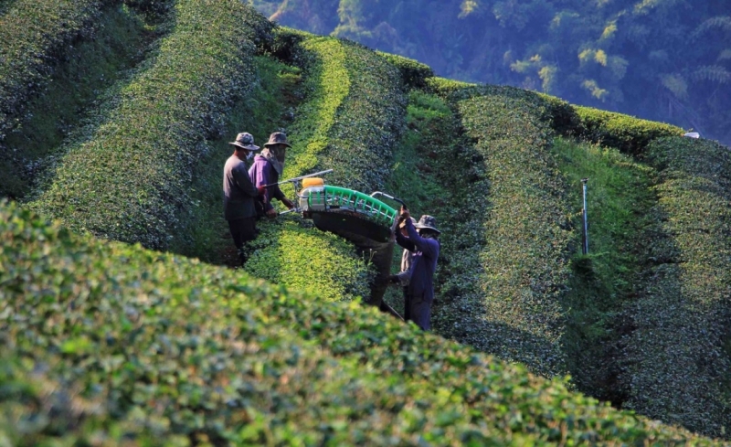 Путешествие в Таиланд фев. 2015г. (Бангкок-Чианг Май-Чианг Рай-Пхукет-Као Сок-Аюттхая)