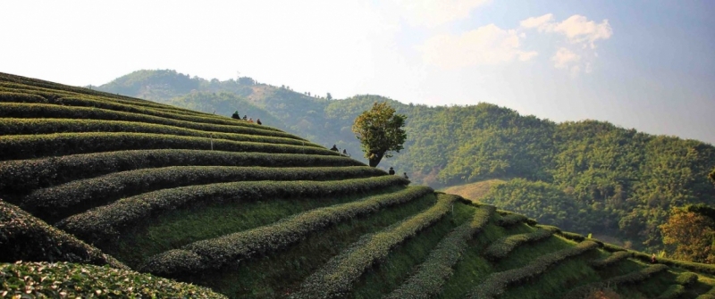 Путешествие в Таиланд фев. 2015г. (Бангкок-Чианг Май-Чианг Рай-Пхукет-Као Сок-Аюттхая)