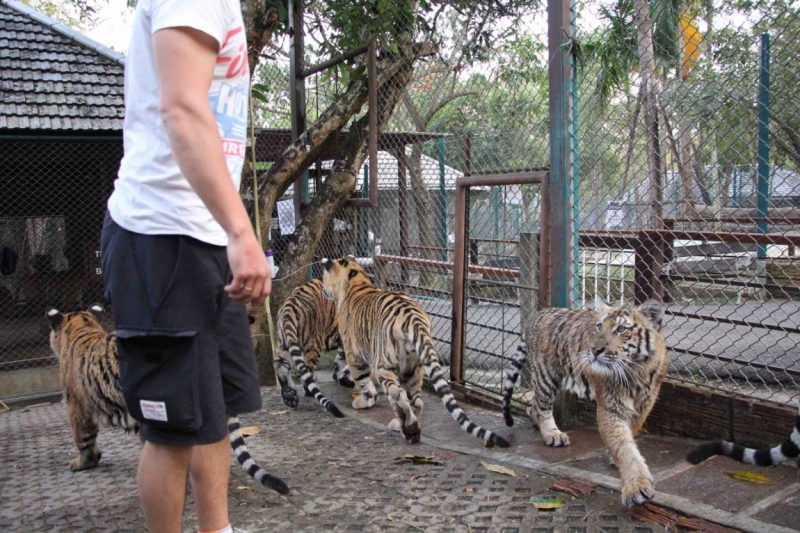 Путешествие в Таиланд фев. 2015г. (Бангкок-Чианг Май-Чианг Рай-Пхукет-Као Сок-Аюттхая)