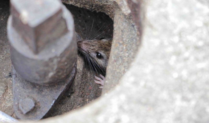 Путешествие в Таиланд фев. 2015г. (Бангкок-Чианг Май-Чианг Рай-Пхукет-Као Сок-Аюттхая)