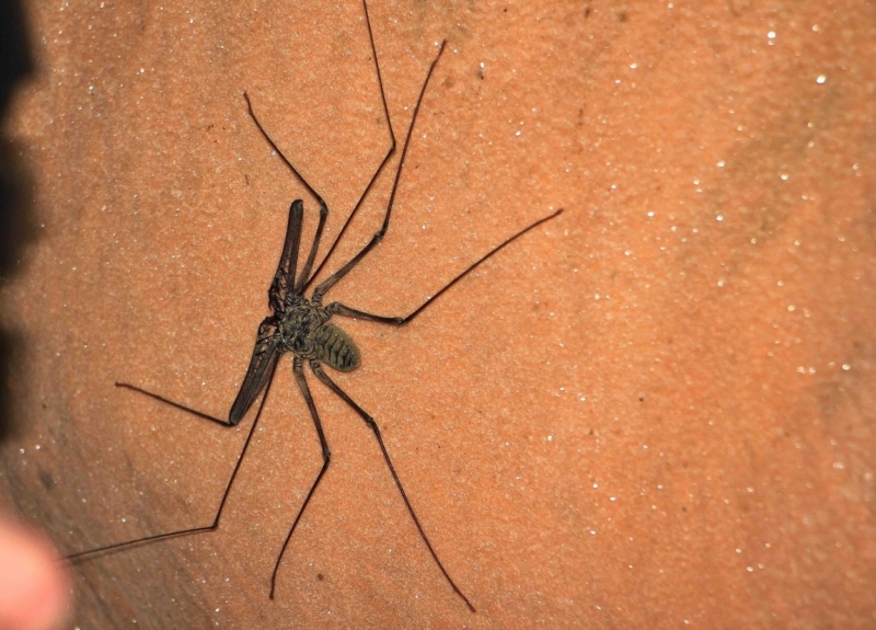 Путешествие в Таиланд фев. 2015г. (Бангкок-Чианг Май-Чианг Рай-Пхукет-Као Сок-Аюттхая)